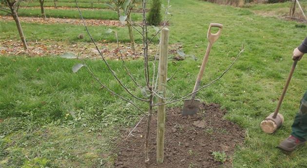 Apple Tree - Planting in the Garden