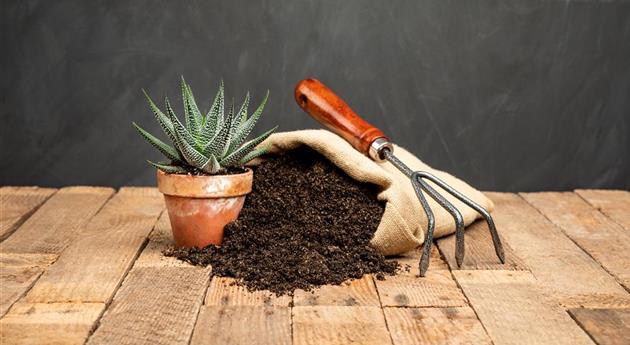 Soil in a jute sack with succulents