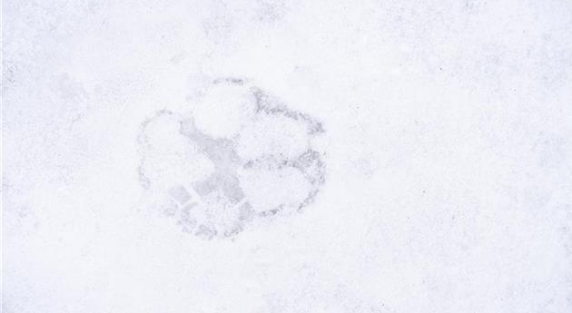 Hundepfotenabdruck im Schnee
