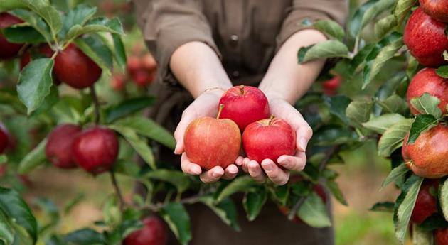 Appels plukken - vrouw met appels