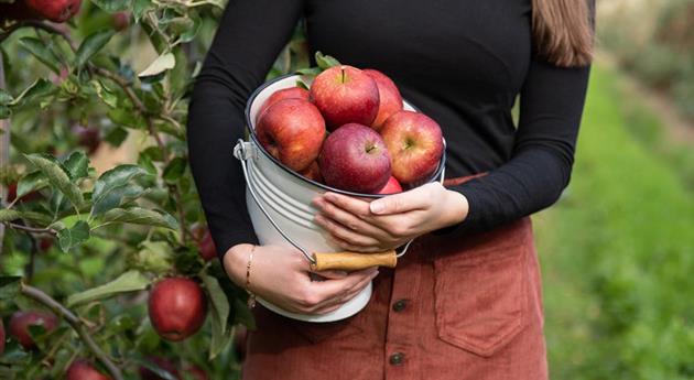 Appeloogst - vrouw met appels in emmer
