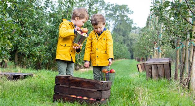 Appeloogst - kinderen verzamelen appels