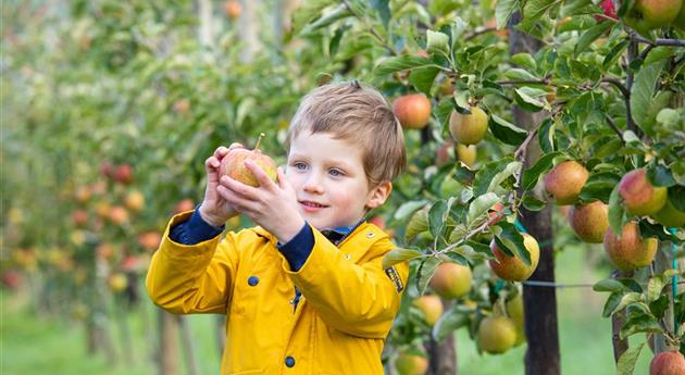 Appel oogst kind met appel