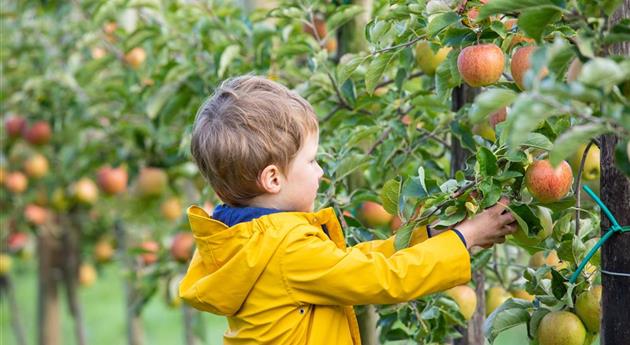 Appeloogst - kind oogst appels