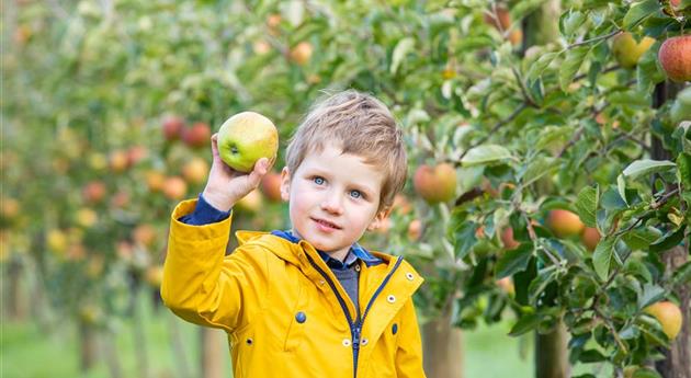Appel oogst kind met appel