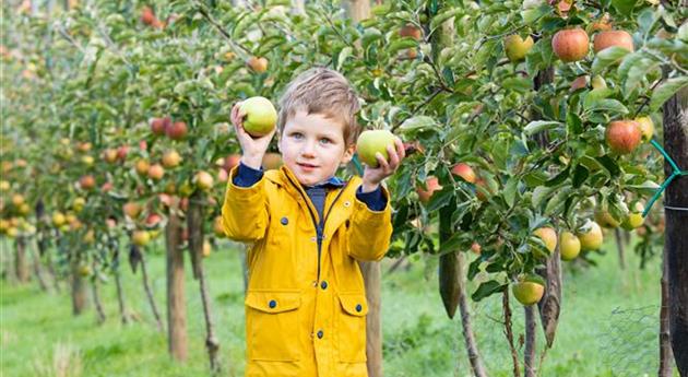 Apple Harvest- Kind met appels