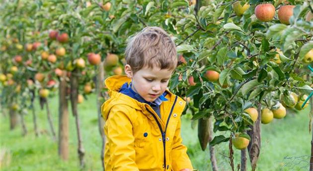 Appeloogst - kind oogst appels