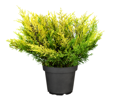 Juniperus horizontalis 'Limeglow'