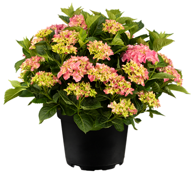Hydrangea macrophylla 'Early Pink'®
