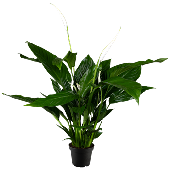 Spathiphyllum floribundum 'Sweet Silvio'