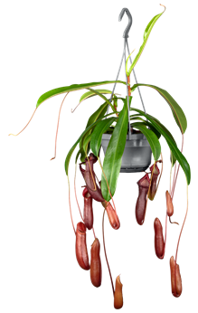 Nepenthes 'Monkey Jars'